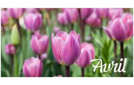 Programme d'avril 2026